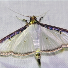 Sisyrophora pfeifferae (A Crambid moth (Spilomelinae) at Babinda, QLD - 23 Oct 2008 by PJH123