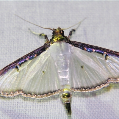 Sisyrophora pfeifferae (A Crambid moth (Spilomelinae) at Babinda, QLD - 23 Oct 2008 by PJH123