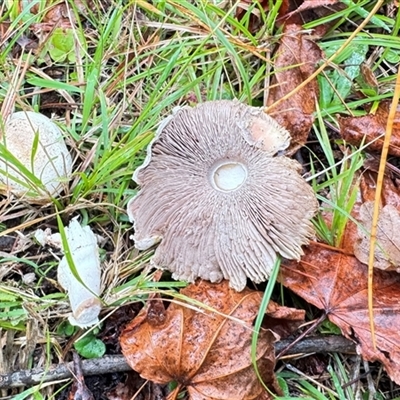 Agaricus sp. by GlossyGal