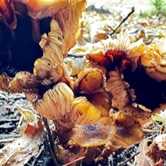 Russula 'purpureoflava group' by GlossyGal
