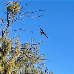Petrochelidon nigricans at Southport, QLD - 26 Jun 2025 by KMcCue