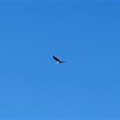 Haliaeetus leucogaster at Southport, QLD - 26 Jun 2025 by KMcCue