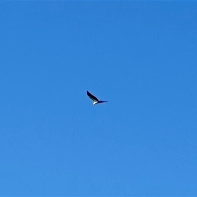 Haliaeetus leucogaster at Southport, QLD - 26 Jun 2025 by KMcCue