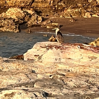 Anhinga novaehollandiae at Nightcliff, NT - 4 Jul 2025 by JimL