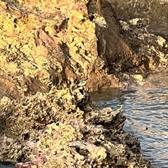 Todiramphus sanctus at Nightcliff, NT - 4 Jul 2025 06:13 PM