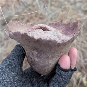 Calvatia cyathiformis at Chapman, ACT - Yesterday by HelenCross