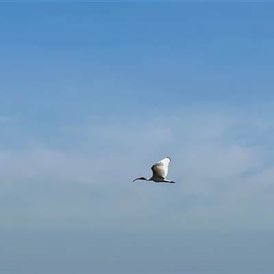 Platalea regia at Darwin City, NT - 4 Jul 2025 by JimL