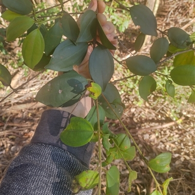 Rhodamnia rubescens at Bellingen, NSW - Yesterday by NJ