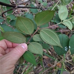 Rhodamnia rubescens at Hydes Creek, NSW - Yesterday by NJ