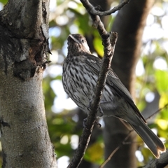 Oriolus sagittatus at Virginia, QLD - 27 Jun 2025 by KMcCue