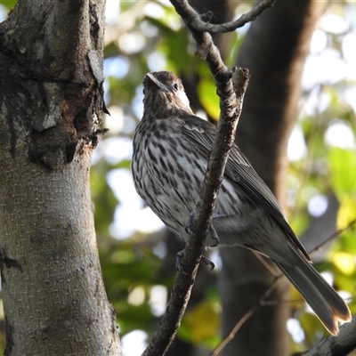 Oriolus sagittatus at Virginia, QLD - 27 Jun 2025 by KMcCue