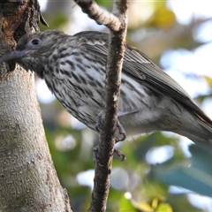 Sphecotheres vieilloti at Virginia, QLD - 27 Jun 2025 03:03 PM