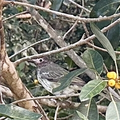 Sphecotheres vieilloti at Virginia, QLD - 27 Jun 2025 03:03 PM