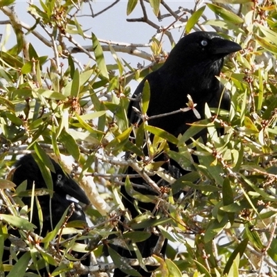 Strepera graculina at Virginia, QLD - 27 Jun 2025 by KMcCue
