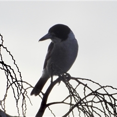 Cracticus torquatus at Virginia, QLD - 27 Jun 2025 by KMcCue