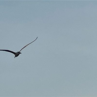 Thalasseus bergii at Nightcliff, NT - 4 Jul 2025 by JimL