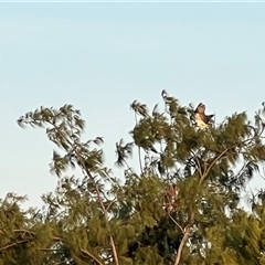 Pandion haliaetus at Nightcliff, NT - 4 Jul 2025 by JimL