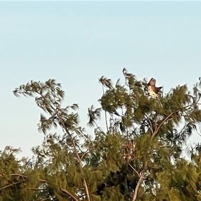 Pandion haliaetus at Nightcliff, NT - 4 Jul 2025 by JimL