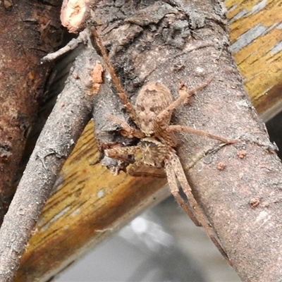 Heteropoda sp. (genus) (Huntsman spider) at Virginia, QLD - 29 Jun 2025 by KMcCue