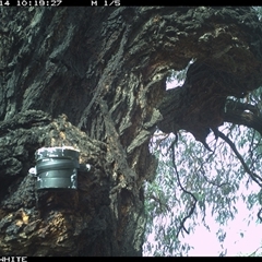 Colluricincla harmonica (Grey Shrikethrush) at Crowther, NSW - 14 Apr 2025 by Frecko