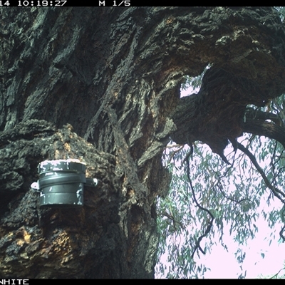 Colluricincla harmonica (Grey Shrikethrush) at Crowther, NSW - 14 Apr 2025 by Frecko