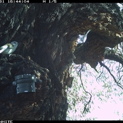 Colluricincla harmonica (Grey Shrikethrush) at Crowther, NSW - 31 Mar 2025 by Frecko
