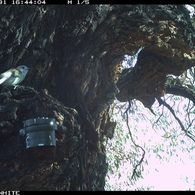 Colluricincla harmonica (Grey Shrikethrush) at Crowther, NSW - 31 Mar 2025 by Frecko