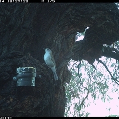 Colluricincla harmonica (Grey Shrikethrush) at Crowther, NSW - 14 Apr 2025 by Frecko