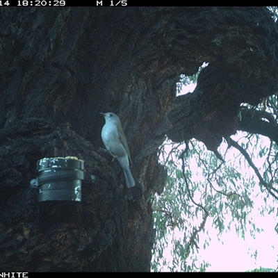Colluricincla harmonica (Grey Shrikethrush) at Crowther, NSW - 14 Apr 2025 by Frecko
