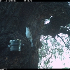 Colluricincla harmonica at Crowther, NSW - 14 Apr 2025 06:20 PM