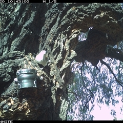 Colluricincla harmonica at Crowther, NSW - 20 Apr 2025 by Frecko