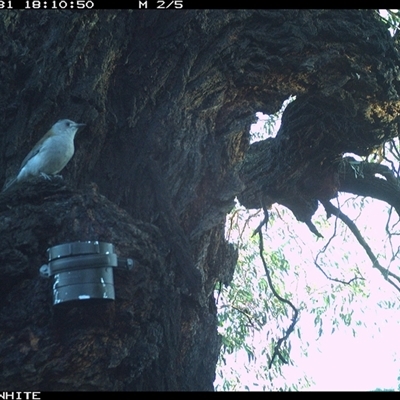 Colluricincla harmonica (Grey Shrikethrush) at Crowther, NSW - 31 Mar 2025 by Frecko