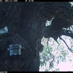 Colluricincla harmonica (Grey Shrikethrush) at Crowther, NSW - 31 Mar 2025 by Frecko