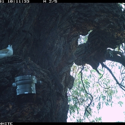 Colluricincla harmonica (Grey Shrikethrush) at Crowther, NSW - 31 Mar 2025 by Frecko
