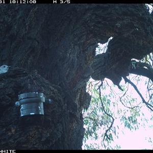 Colluricincla harmonica at Crowther, NSW - 31 Mar 2025 by Frecko