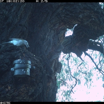 Colluricincla harmonica at Crowther, NSW - 7 Apr 2025 by Frecko