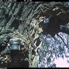 Malurus cyaneus at Crowther, NSW - 15 Apr 2025 by Frecko