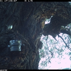 Malurus cyaneus at Crowther, NSW - 21 Apr 2025 by Frecko