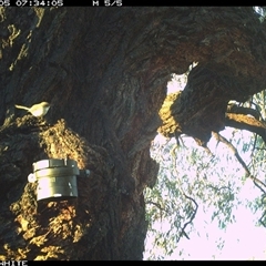 Malurus cyaneus at Crowther, NSW - 5 Apr 2025 by Frecko