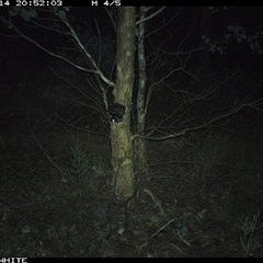 Trichosurus vulpecula (Common Brushtail Possum) at Crowther, NSW - 14 May 2025 by Frecko