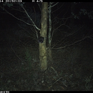 Trichosurus vulpecula (Common Brushtail Possum) at Crowther, NSW - 14 May 2025 by Frecko