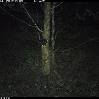 Trichosurus vulpecula (Common Brushtail Possum) at Crowther, NSW - 14 May 2025 by Frecko