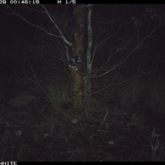 Tachyglossus aculeatus (Short-beaked Echidna) at Crowther, NSW - 28 May 2025 by Frecko