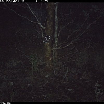 Tachyglossus aculeatus (Short-beaked Echidna) at Crowther, NSW - 28 May 2025 by Frecko
