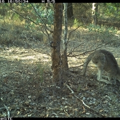 Notamacropus rufogriseus at Crowther, NSW - 16 May 2025 by Frecko