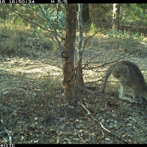 Notamacropus rufogriseus at Crowther, NSW - 16 May 2025 by Frecko