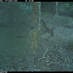Macropus giganteus (Eastern Grey Kangaroo) at Crowther, NSW - 24 May 2025 by Frecko