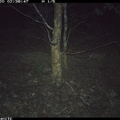Oryctolagus cuniculus (European Rabbit) at Crowther, NSW - 20 May 2025 by Frecko
