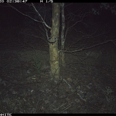 Oryctolagus cuniculus (European Rabbit) at Crowther, NSW - 20 May 2025 by Frecko