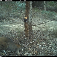 Notamacropus rufogriseus (Red-necked Wallaby) at Crowther, NSW - 21 May 2025 by Frecko